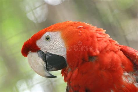  Vogel van het Paradijs een kleurrijke ode aan de Braziliaanse fauna!